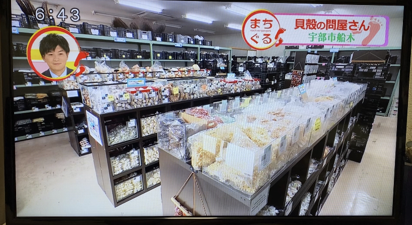 貝殻の問屋さん2