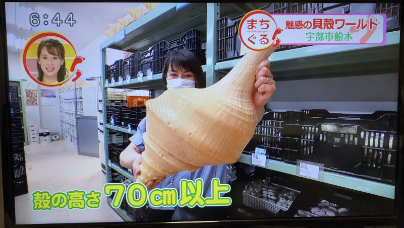 貝殻の問屋さん3