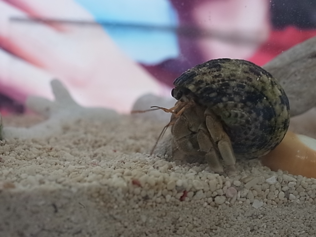 宿替え済