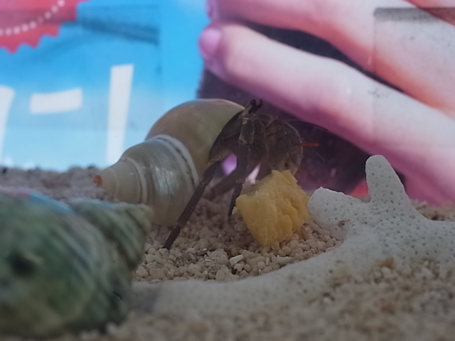 お食事中